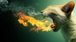 Cat fire breathing surrealism airbrush - mouth free wallpaper
