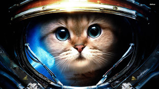 Cat space suit helmet light - a helmet free wallpaper for desktop
