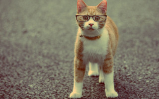 Cat glasses street collar serious 2 - its face free wallpaper