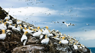 Flock birds rocky cliff ocean - a flock of birds free wallpaper