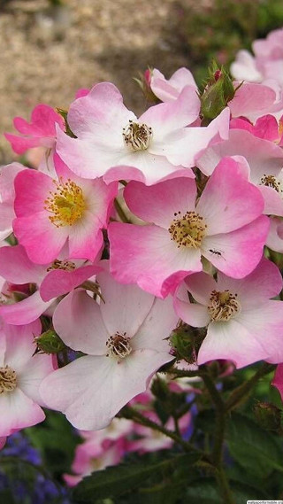 Pink flowers blooming in the - a bunch free wallpaper for mobile