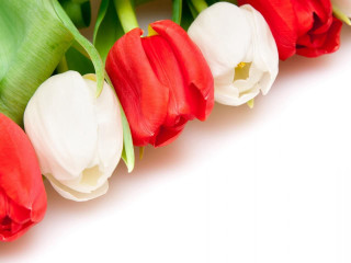 Red white tulips white background - the end free wallpaper