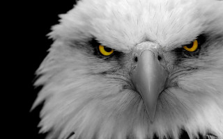 Bald eagle yellow eyes black 2 - arie smit free wallpaper