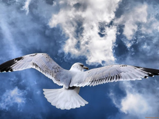 White bird flying cloudy sky - spread wide free wallpaper