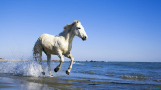 White horse running water beach 2 - majestic free wallpaper