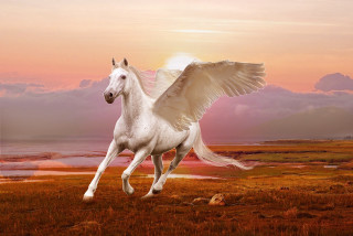White horse winged running field - majestic free wallpaper