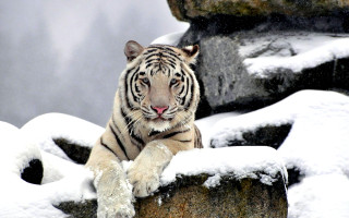 Tiger sitting rock snow on - a rock in the snow free wallpaper