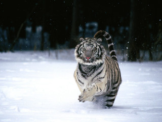 Tiger running snow forest night 2 - in a forest free wallpaper