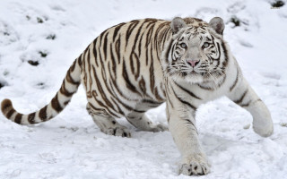 White tiger walking snow zoo - in a zoo enclosure free wallpaper