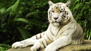 White tiger rock forest green 2 - a white tiger free wallpaper