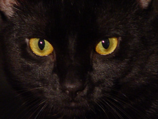 Black cat yellow eyes serious 7 - a black cat free wallpaper