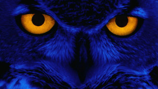 Owl closeup yellow eyes black - yellow eye free wallpaper for desktop