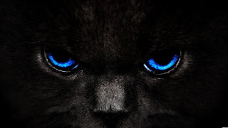 Black cat blue eyes black - a black cat free wallpaper