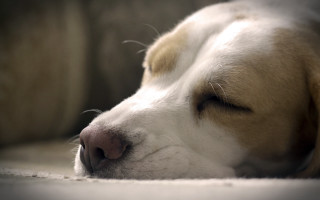 Dog sleeping couch eyes closed 2 - dof free wallpaper