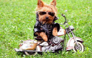 Small dog sunglasses leather jacket - a small dog free wallpaper
