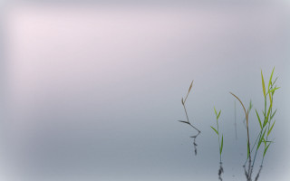 Plant long green stems water - octane renderer free wallpaper