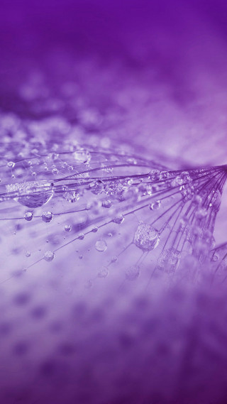 Dandelion water droplets purple background 3 - kinetic free wallpaper for mobile