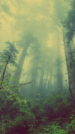 Foggy forest trees green bench - free forest wallpaper for mobile