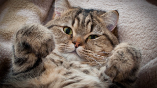 Cat back blanket paws wide - sharp claw free wallpaper