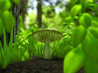 Mushroom dirt forest tree trunk - a mushroom free wallpaper