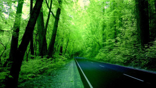 Forest road trees green light - a green light free wallpaper