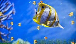 Fish swimming ocean blue sky 6 - cloud and water free wallpaper