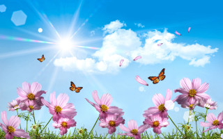 Pink flowers butterfly flying sky - over them free wallpaper