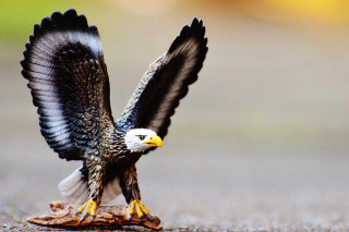 Yellow beak black wings bird - spread wide free wallpaper