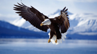 Bald eagle flying water mountains 6 - americo makk free wallpaper for desktop