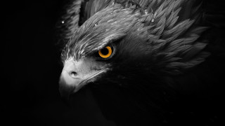 Bird black white yellow eyes - a yellow eye free wallpaper