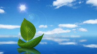 Green leaf water sky sun - nature free wallpaper