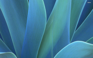 Blue plant green leaves macro - stem free wallpaper