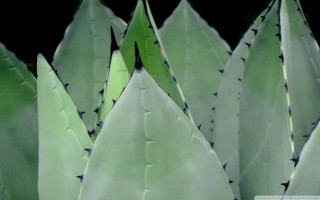 Close up plant leaves black 2 - stem free wallpaper for desktop