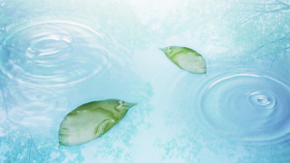 Two fish swimming water trees 2 - a pool of water free wallpaper