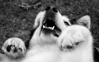 Dog mouth open teeth wide - mouth free wallpaper