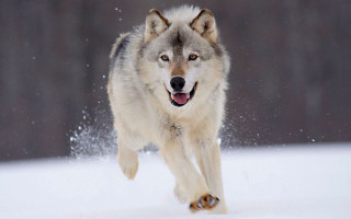 Wolf running through snow wintertime - in the wintertime time free wallpaper