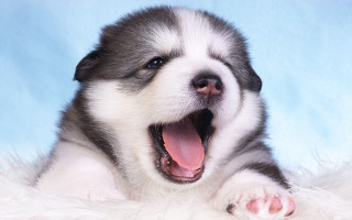 Puppy yawns fluffy blanket mouth - a puppy free wallpaper