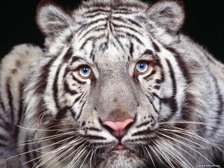White tiger blue eyes black 3 - photoreal free wallpaper