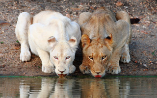 Lions drinking water pond rocky - a reflection of them free wallpaper