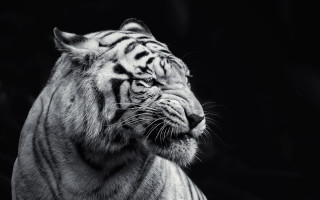 White tiger looking distance black - a white tiger free wallpaper
