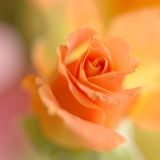 Close up flower blurry background 12 - a macro photograph free wallpaper for tablet