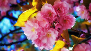 Pink flowers tree branch leaves - cheng shifa free wallpaper