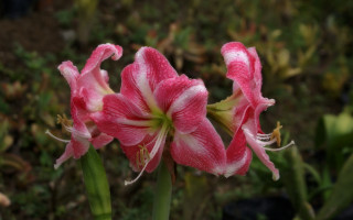 Pink flower white stripes green - a green stem in the background free wallpaper