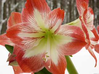 Red white flower green center - the background in the background free wallpaper