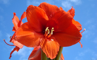 Large orange flower blue sky - the center of the flower free wallpaper