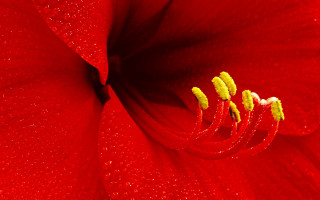 Red flower water droplets yellow 2 - a yellow staman free wallpaper
