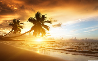 Tropical beach sunset palm trees 5 - a tropical beach free wallpaper