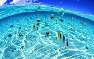 Fish swimming blue ocean sky - the sky free wallpaper for desktop