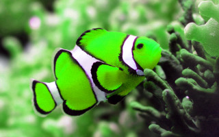 Green white clown fish coral 2 - green alga free wallpaper