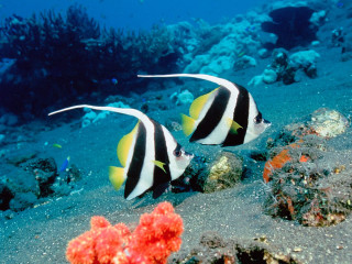 Black white fish sandy ocean - fish free wallpaper for desktop